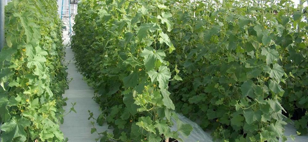 Kötött paradicsomok az üvegházban