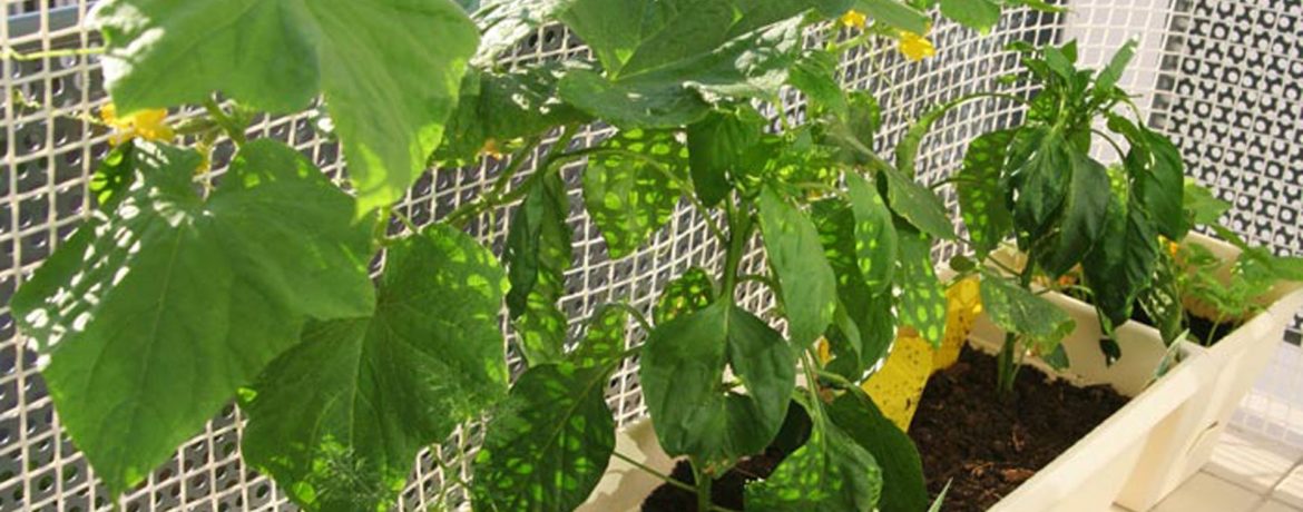 Cogombres que creixen a l'ampit de la finestra