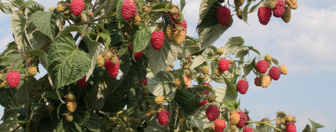 A pruned raspberry bush