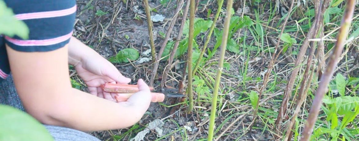 Fremgangsmåden til beskæring af hindbær i haven