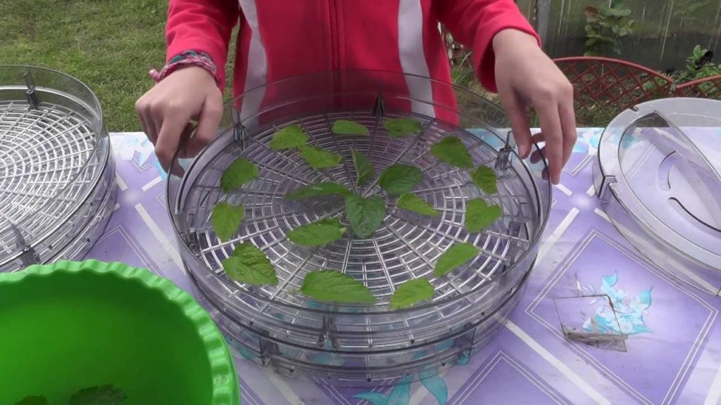 Piparmētru lapas elektriskajā žāvētājā