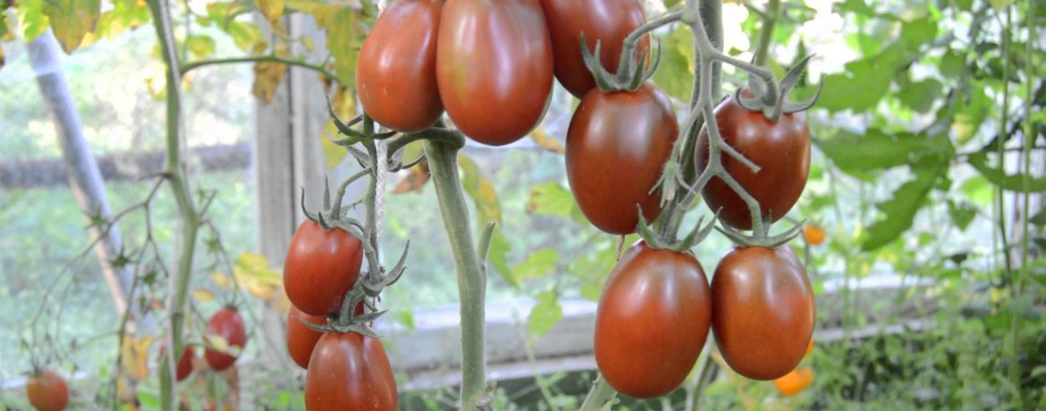 זן עגבניות בלאק מור