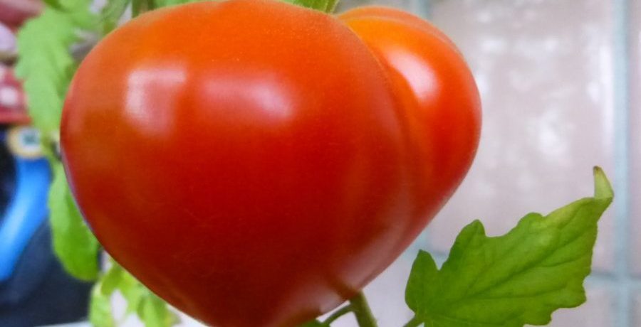 זן עגבניות בודנובקה