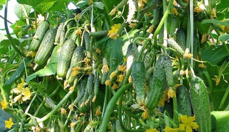 Sibīrijas vītnes gurķu šķirne