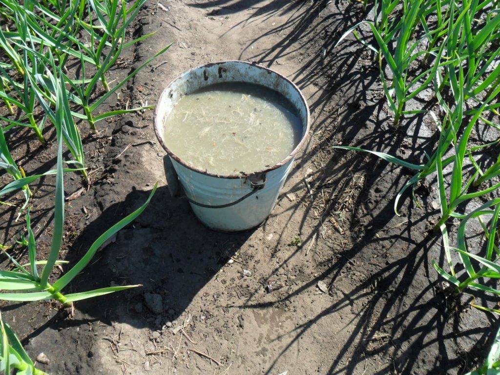 Gurķu mēslošana dārzā