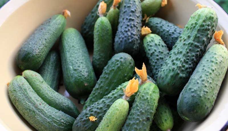Raccolta di cetrioli freschi