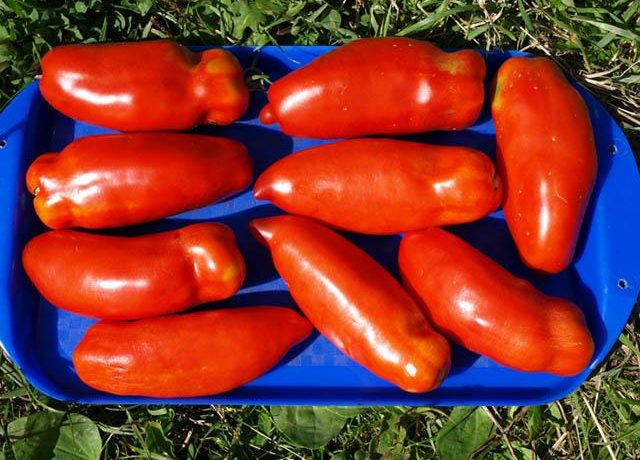 זן עגבניות בצורת פלפל