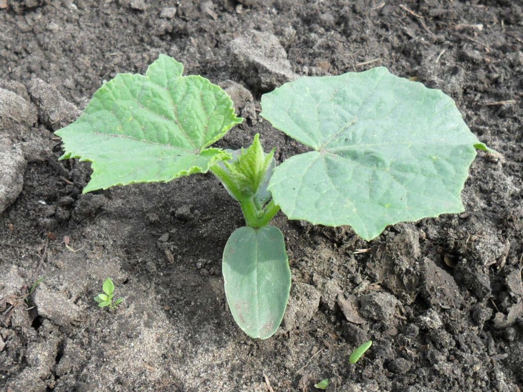 Gurķu stādi dārzā Gurķu stādi dārzā