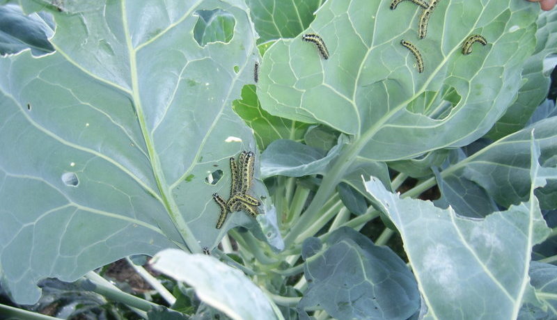Káposztakártevők - hernyók