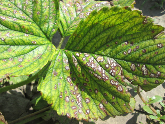 Aveņu baltā plankumainība Aveņu baltā plankumainība