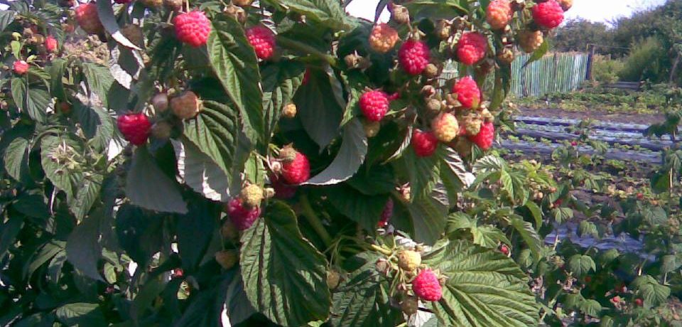 Healthy shoots of a raspberry bush