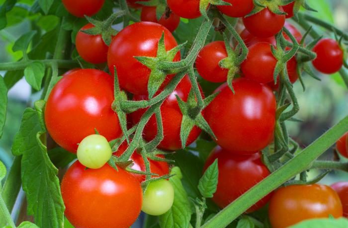 ענף עגבניות "אינטואיציה"