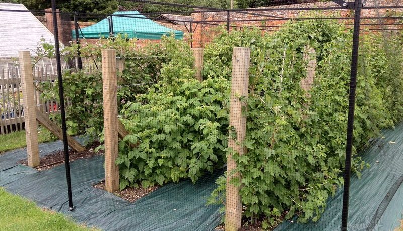 Tying up raspberries with trellises