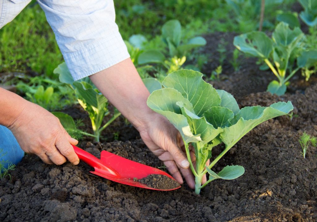 Planting white cabbage