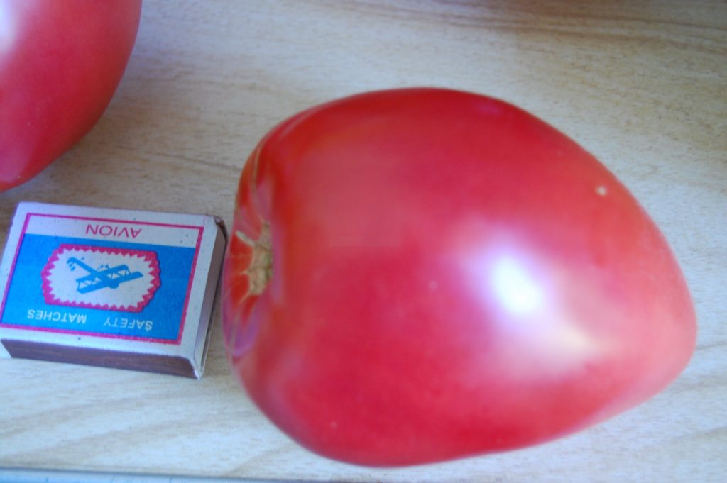 Tomātu šķirne Eagle's Beak