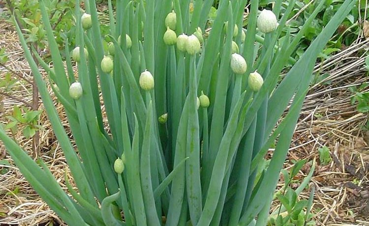 Walisiske løg, der vokser i haven