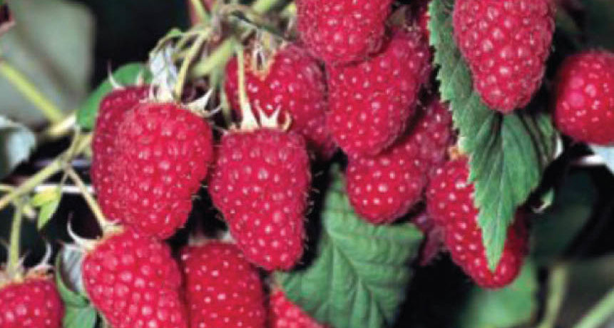 Raspberry variety Heritage
