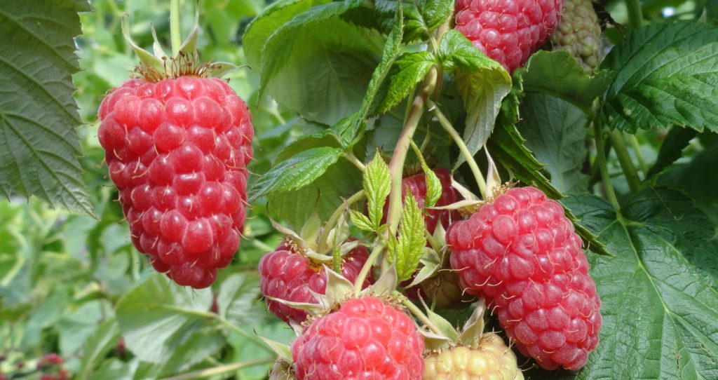 Aveņu sarkanais gvards