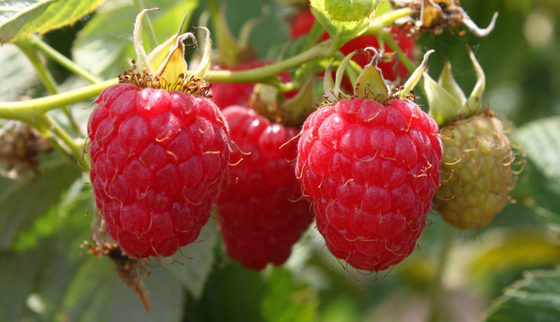 Malling Juneau raspberries