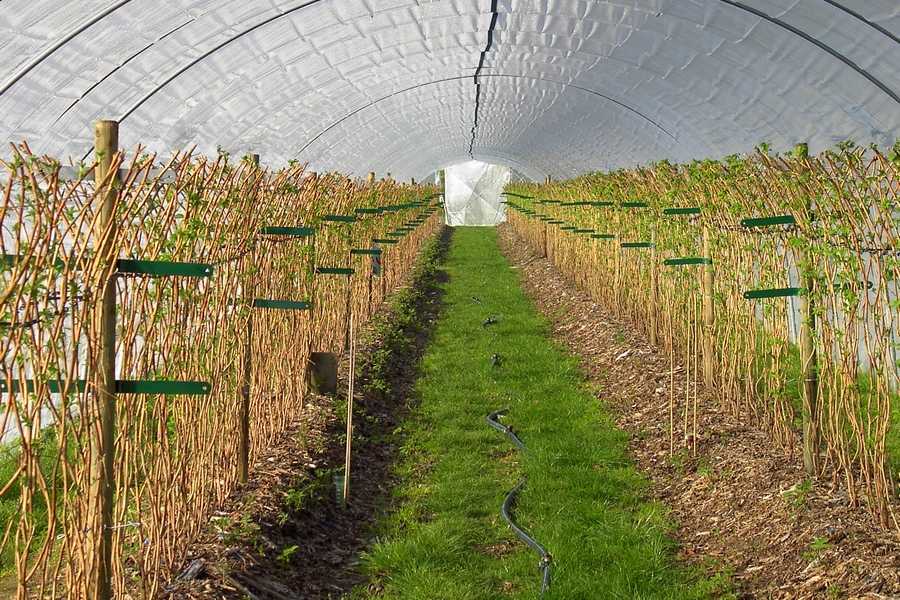 Dobbelt strømpebåndsmetode Dobbelt strømpebåndsmetode