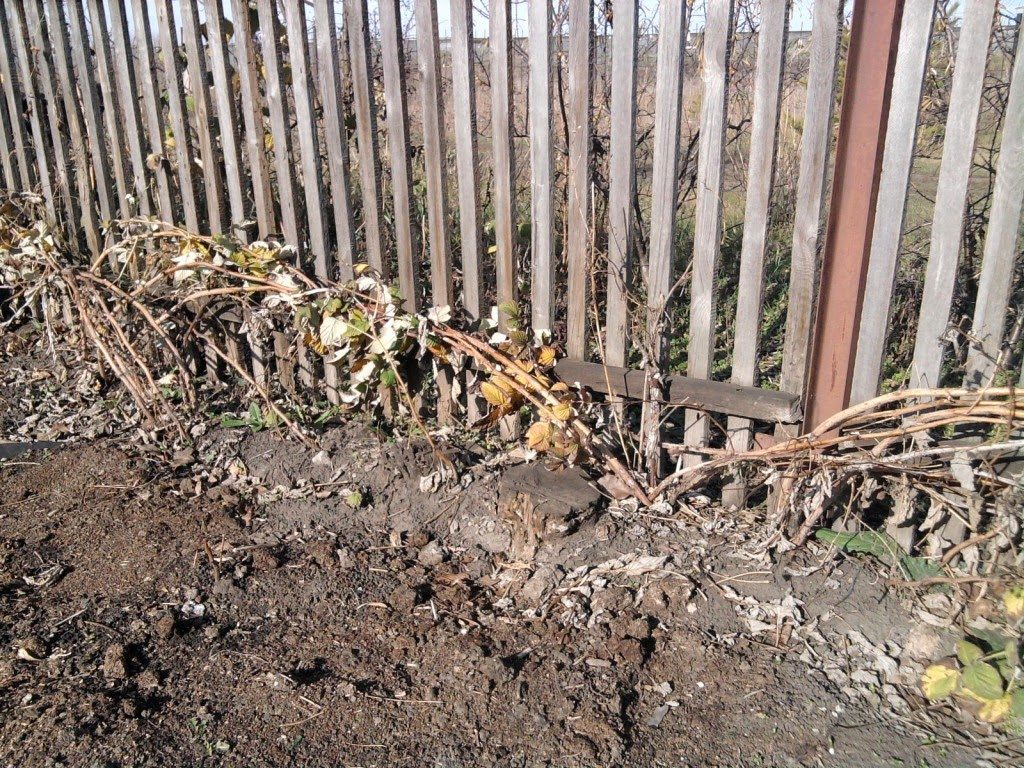 Bending down raspberry bushes in autumn