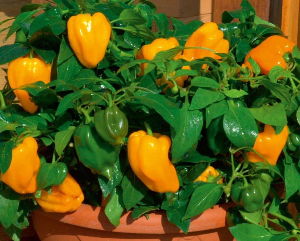 Yellow pepper on the balcony
