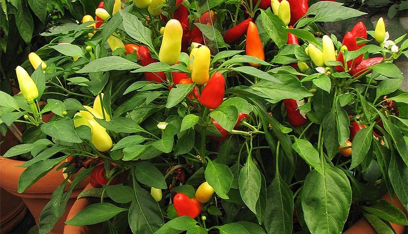 Meksikāņu uguns pipari