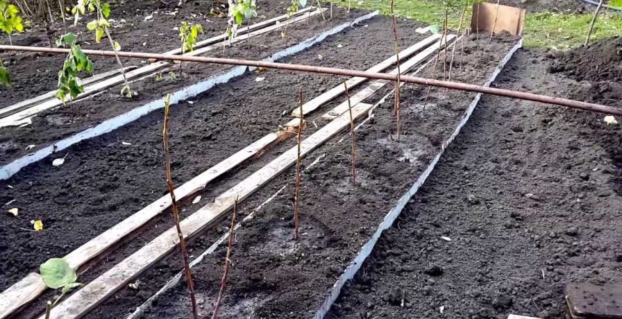 Planting raspberries at the dacha