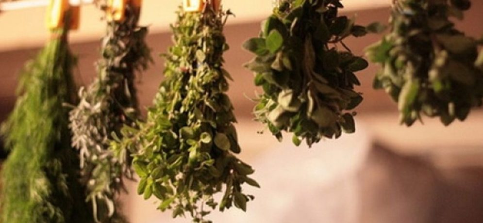 Baziliko džiovinimas kekėmis