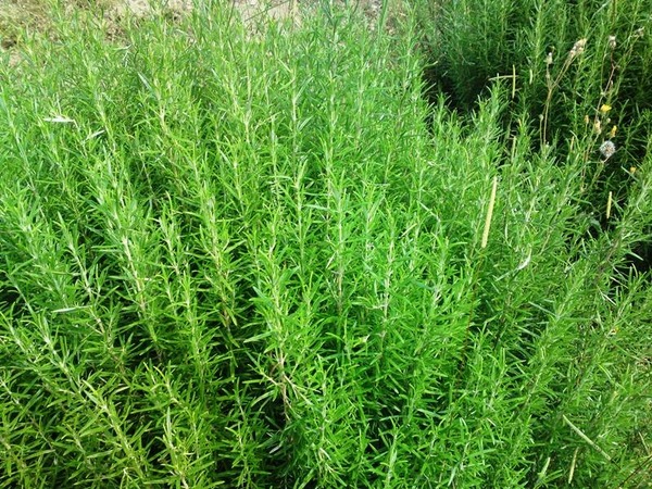 Rozmarinų lysvė sklype