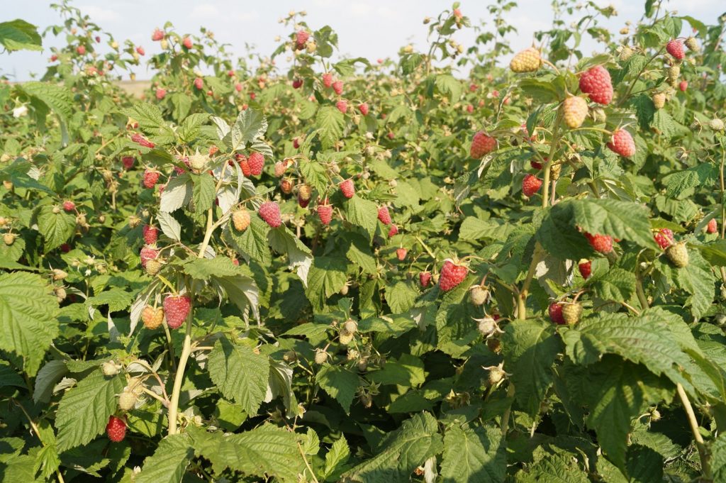 شجيرات الكراميل في قطعة الأرض شجيرات الكراميل في قطعة الأرض