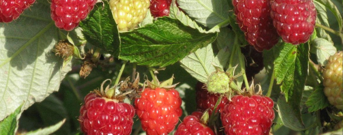 Tarusa ir augstražīga aveņu šķirne.