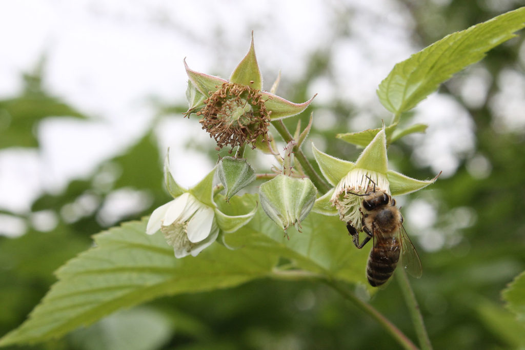 Kvety maliny v záhrade