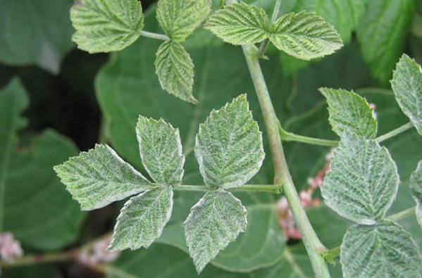 Aveņu miltrasa Aveņu miltrasa