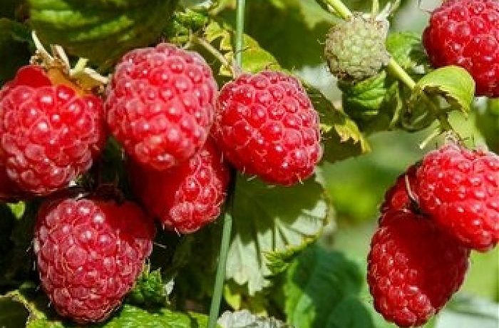 Hussar est une variété de framboisier.