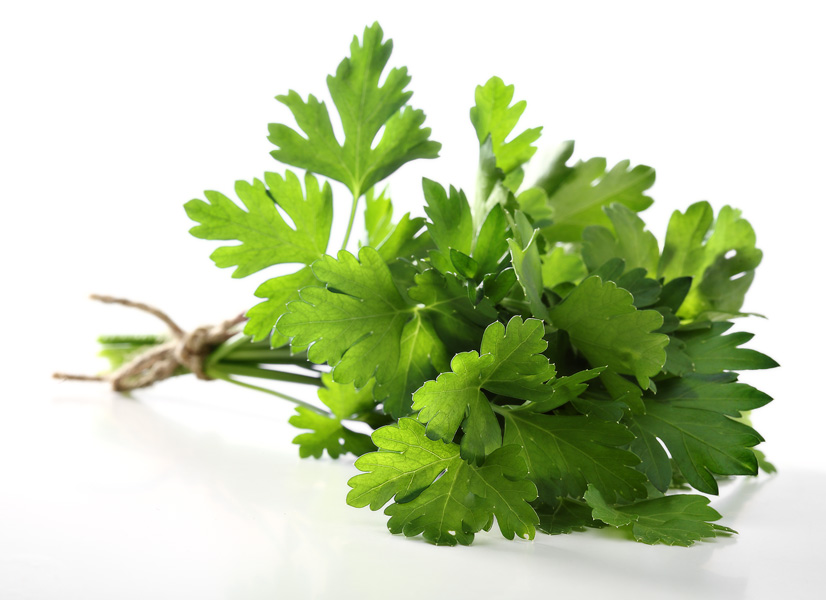 Ķekars svaigu zaļo pētersīļu