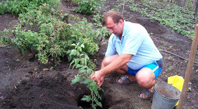 Preparing a site for transplanting raspberry bushes