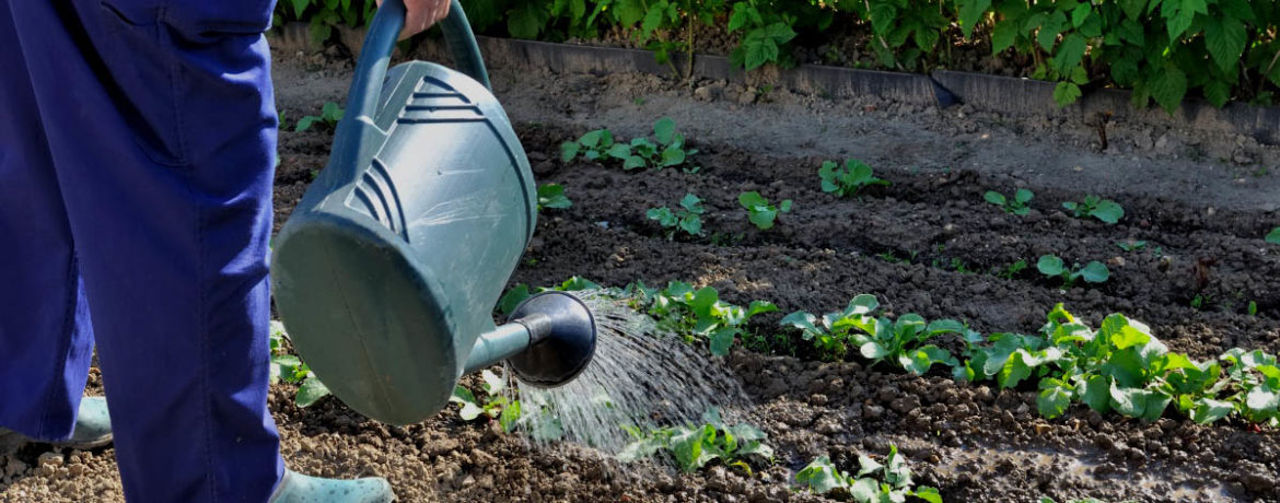 어린 감자에 물주기