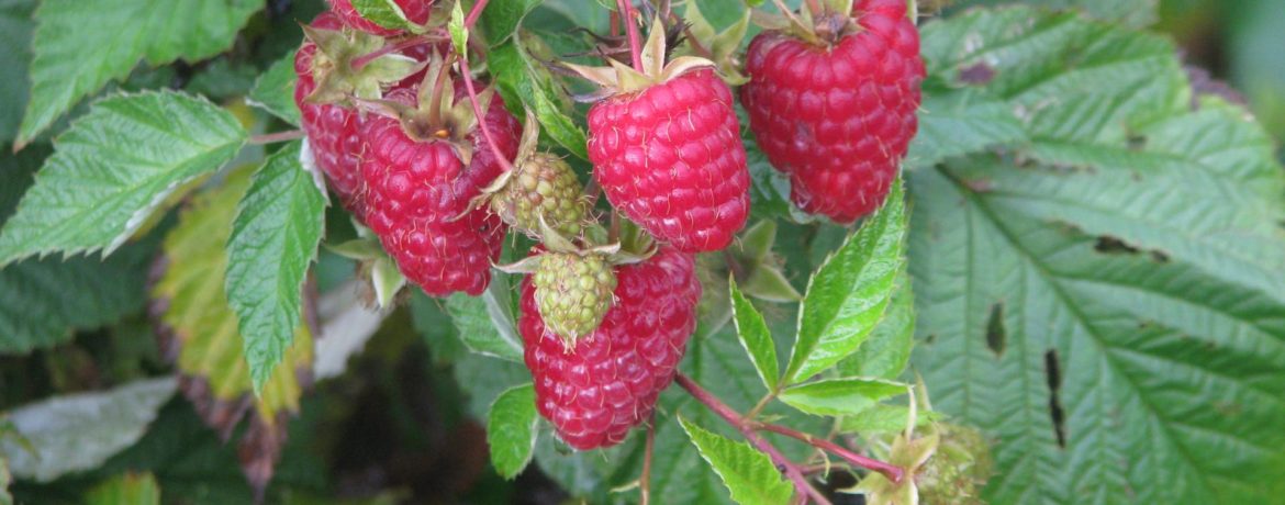 Carmelka - dažādas avenes