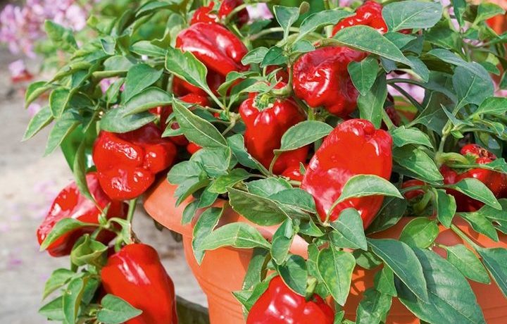 พริกแดงที่ปลูกในอพาร์ทเมนท์