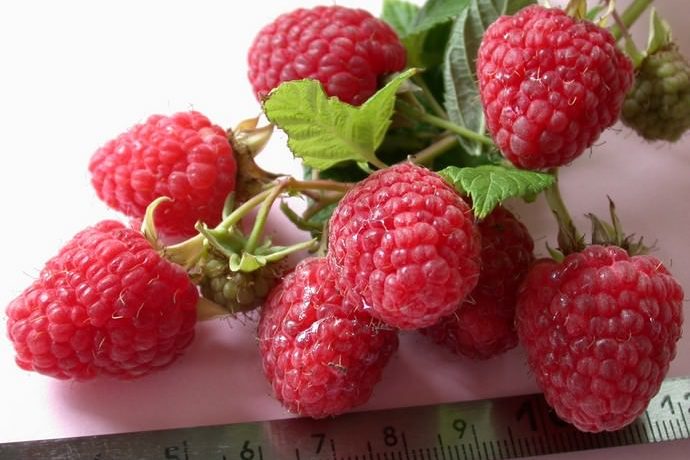 Aveņu šķirne Krepysh