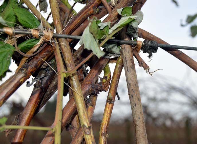 Pælemetoden til at binde hindbær op Pælemetoden til at binde hindbær op