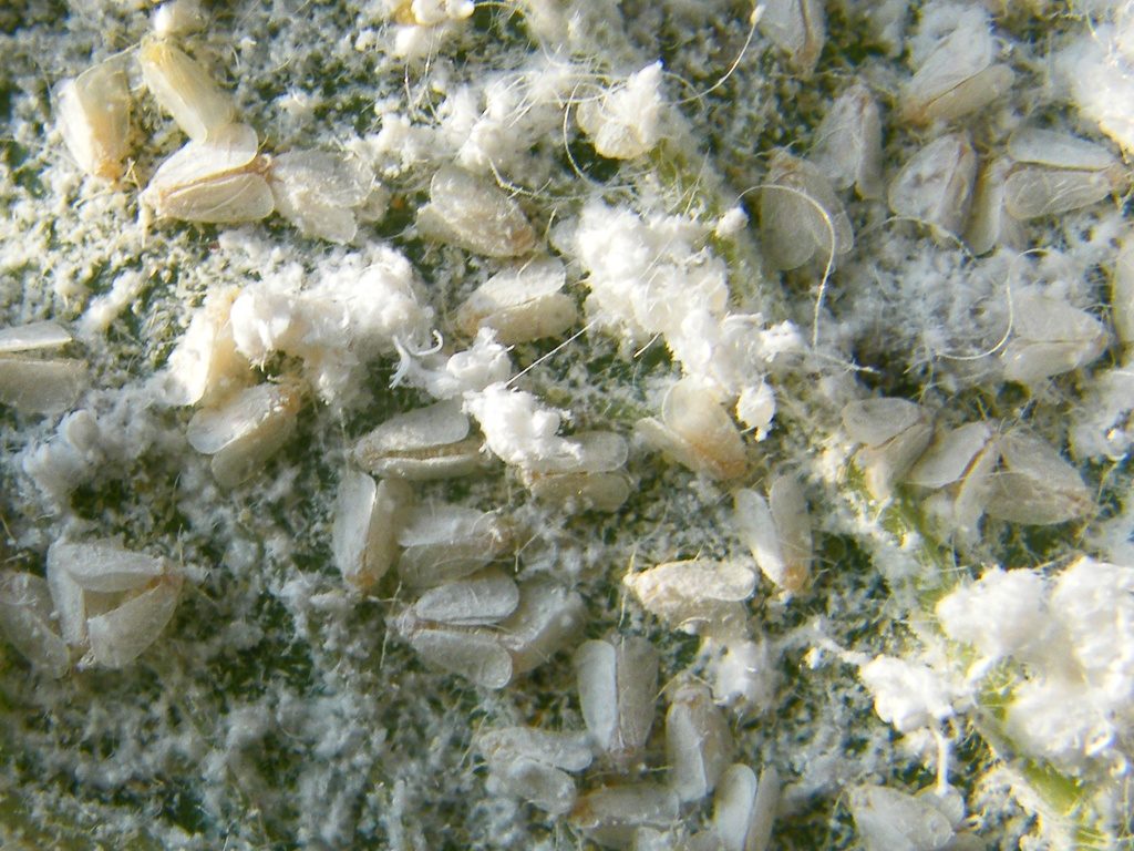 Biele mušky úplne pokryli listy.