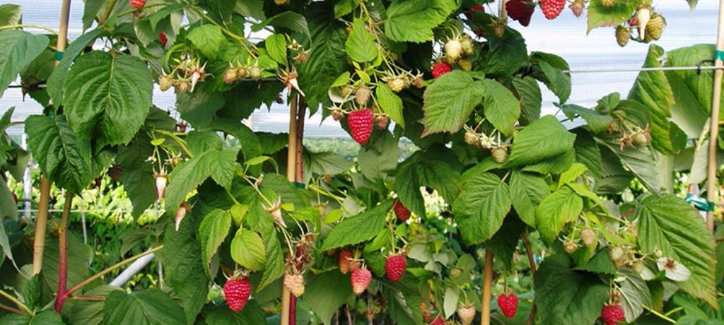 Lampone in giardino