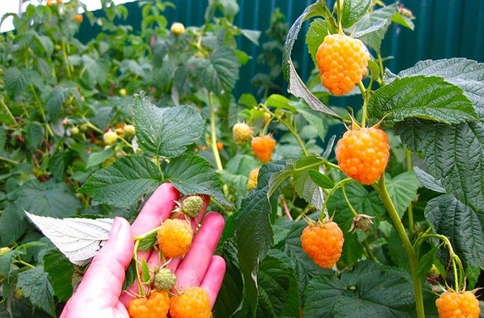 variété de framboise jaune