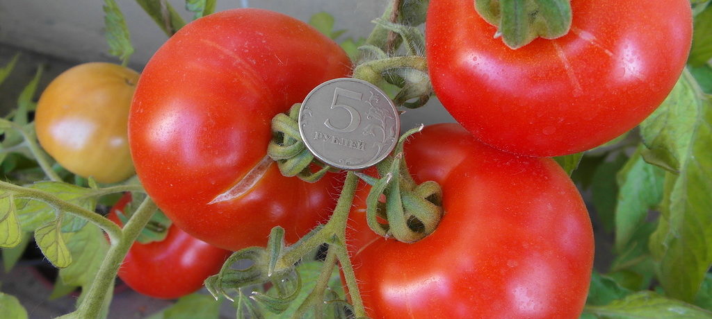 Paradicsom Alaszka F1