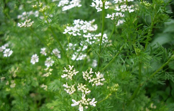 Blomstrende koriander i haven