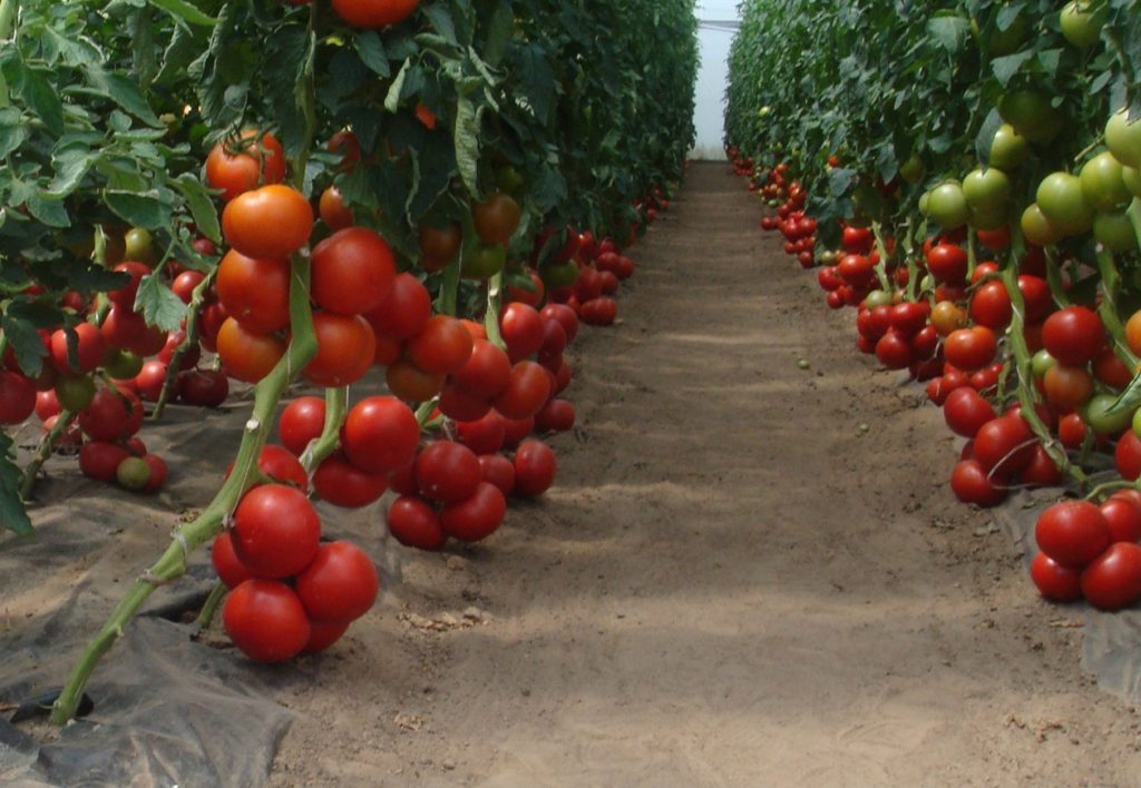 Bobcat tomāts, kas aug atklātā zemē