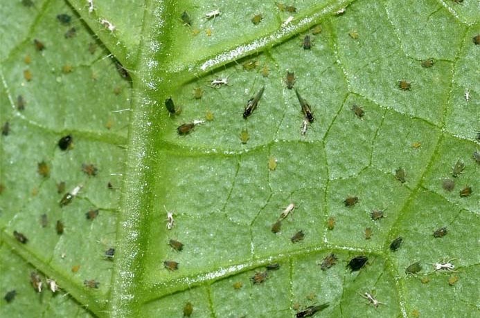 mouches noires sur une feuille