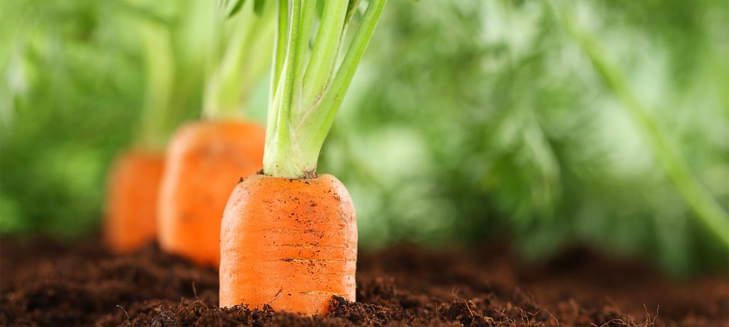 Sárgarépa nő a kerti ágyban